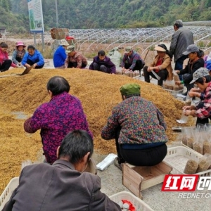 菌香绕山乡，增收有“良方”——古丈县岩头寨镇蒿根坪村产业发展启示录 ...