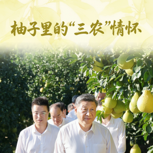 一见·柚子里的“三农”情怀