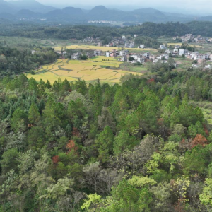 宜章县天塘镇杨桐江村：“松脂油”成为群众增收“致富油” ...