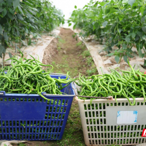 衡山：秋延后辣椒批量上市 上午采摘 晚上端上大湾区餐桌