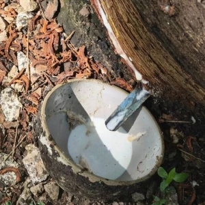 金融活水润胶乡 大有期货助绘云南乡村振兴新图景