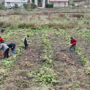 衡阳县：红薯丰收“甜蜜蜜” 特色产业添活力