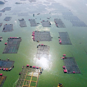 行进的海岸线｜潮起三都澳：一尾“金黄”跃居全国八成市场 ...