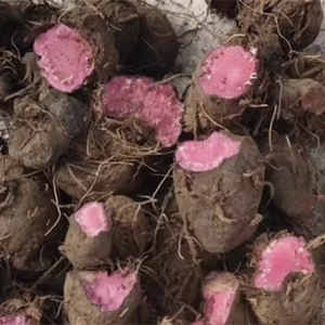 紫参“乔装”芋头，常德南收费站收费员一眼识破