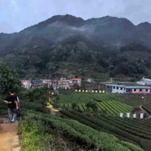 从“银行人”到“村里人”，茶香里飘出乡亲们的致富经