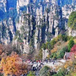 组图丨张家界国家森林公园漫山彩叶醉游人