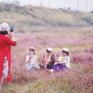 长沙初冬“粉色花海”美成诗，花期超短 赶紧去打卡！