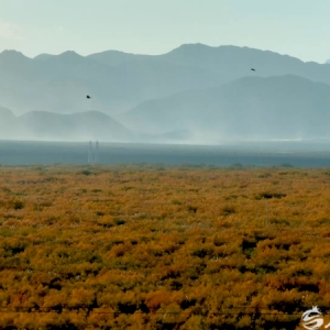 120万亩红柳林如何让荒漠重生——哈拉峻乡的生态振兴实践