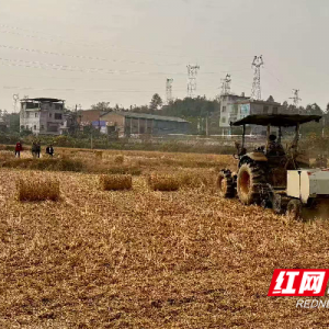 嘉禾县塘村镇：政协委员为秸秆资源化利用支招