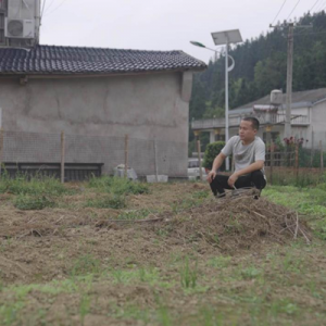 八年深耕，“九强”赋能，解锁产业振兴路——平江何首乌与茂名荔枝的增收故事 ...