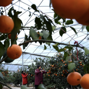 “五香产业”绘新卷 湖南城步焕新颜