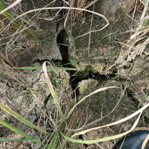 保险助力，为旱灾下的稻田撑起“希望伞”