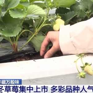 视频丨向科技要产量 智慧“草莓工厂”实现四季不断供