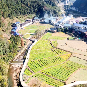 双牌打鼓坪乡：高海拔红萝卜喜获丰收 村集体引领共富路