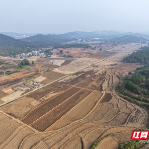 桂阳县：“巴掌田”蝶变为高产高效的“致富田”