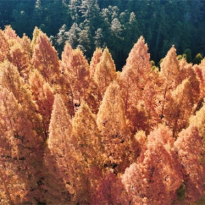 靖州排牙山：千亩水杉染冬色 金色林海醉游人