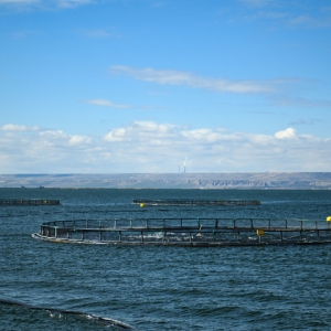 四中全会精神在基层丨青海冷水鱼“游”向餐桌