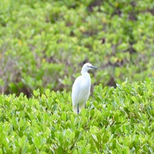 行进的海岸线｜滩涂堵点蝶变亮点 看“海上森林”的生态奇迹 ...