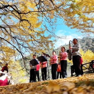 银杏树下开唱、足球场外快闪 桐子坳的秋为何让人们着迷？