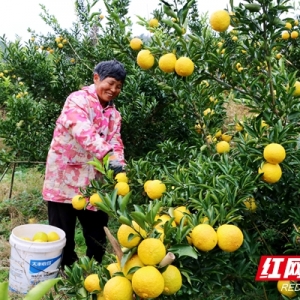 金柚盈枝庆丰收绿色匠心绘振兴——新邵庄山村黄金贡柚正式开园采摘 ...