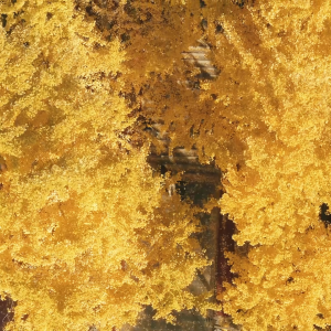 千城百县看中国｜湖南武冈：银杏披金装