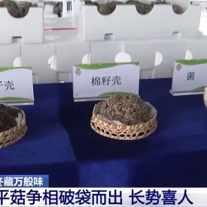 湖南湘阴：平菇长势喜人 田间“新点子”助力农业新发展