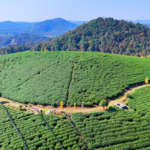 湖南乡村振兴的“活化样本”