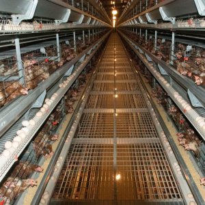 科技赋能稳产忙——湖南冷水滩蛋鸡产业走访见闻