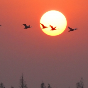 湖南岳阳：东古湖上天鹅舞