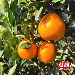 保靖县坝木村真人版“偷橙子”活动上线  欢声笑语带你重温童年乐趣 ...