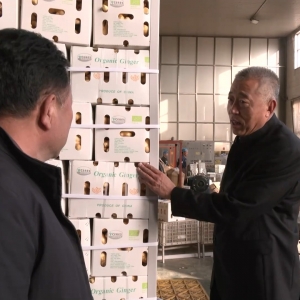 新闻调查丨从追标准到定标准 “中国蔬菜出口第一县”做对了什么？ ...