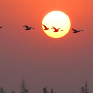 湖南岳阳：东古湖上天鹅舞