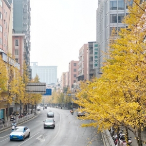 满街金黄银杏雨，郴州人的冬日浪漫藏在这条街上