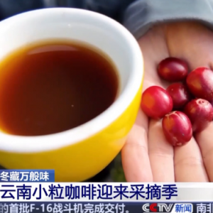 视频丨一粒豆一颗柑 中国味道饮品里藏着“绿色致富密码”