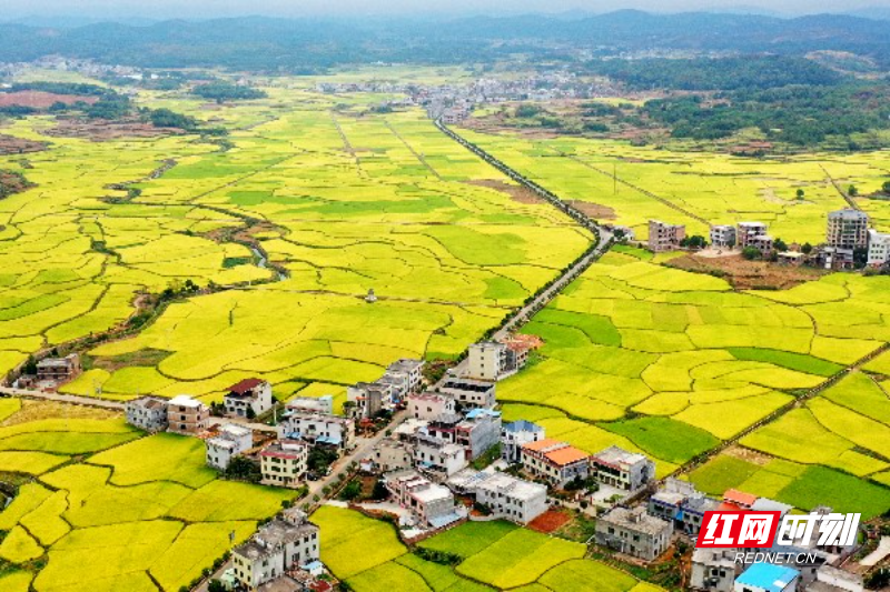 《金秋大地》 黄春涛摄于嘉禾县普满乡13347359980.jpg