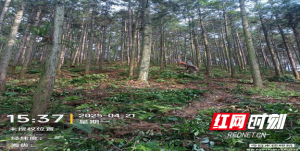 衡南：从“铺绿”到“绣绿” 岐山描绘森林经营提质新画卷