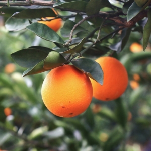 央媒看湖南丨崀山小脐橙的百亿产业梦