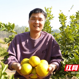 湖南新田：猪场“废料”变果园“营养液”  生态循环农业结出“黄金果” ...