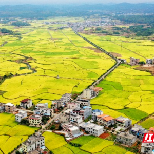 嘉禾县：城乡融合绘就美丽乡村新画卷