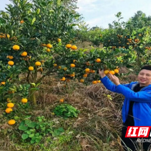 零陵：特色水果产业引领乡村振兴