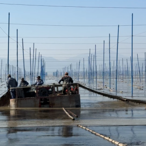行进的海岸线｜从“毛竹海”到“玻璃杆” “中国紫菜之乡”撬动十亿元产业 ...