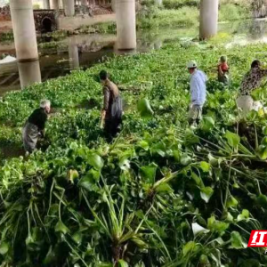 临武县聚力清剿水葫芦 绘就河湖生态新画卷