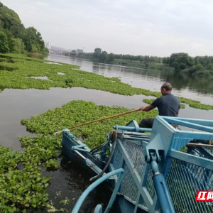 岳阳铁腕治水 打赢水葫芦清剿攻坚战