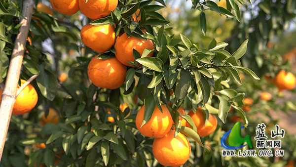 蓝山县新圩镇神溪村：200余亩耙耙柑甜蜜上市2.jpg