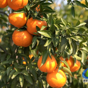 蓝山县新圩镇神溪村：200余亩耙耙柑甜蜜上市