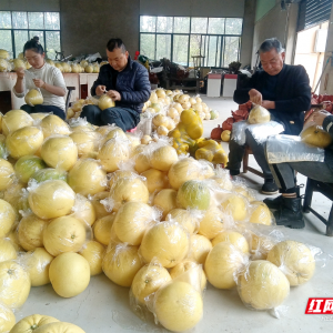 慈利县：金慈蜜柚香出了山门