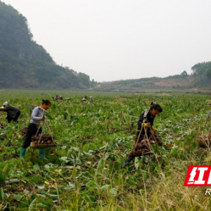 江永：服务护航增动能 香芋成富民产业