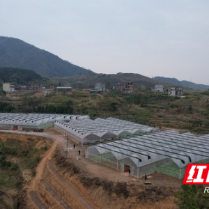 新田：以“产业兴”带动“村民富” 精准发力促增收