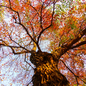 湖湘画卷｜永州：又是一年乌桕红 冬日里的限定美景