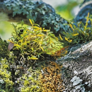 朱鹮的翅膀，如何扇动一场改革